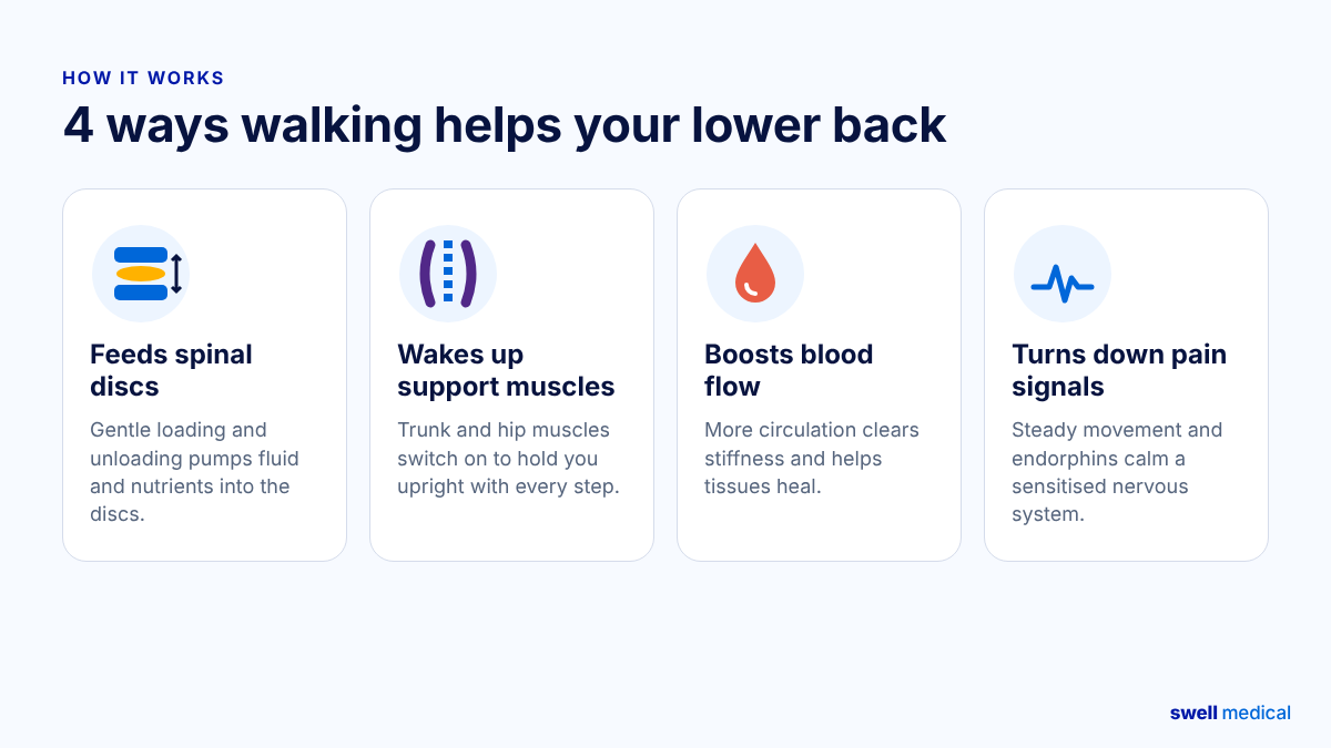 Infographic showing four ways walking helps the lower back: feeds spinal discs, wakes up support muscles, boosts blood flow, and turns down pain signals
