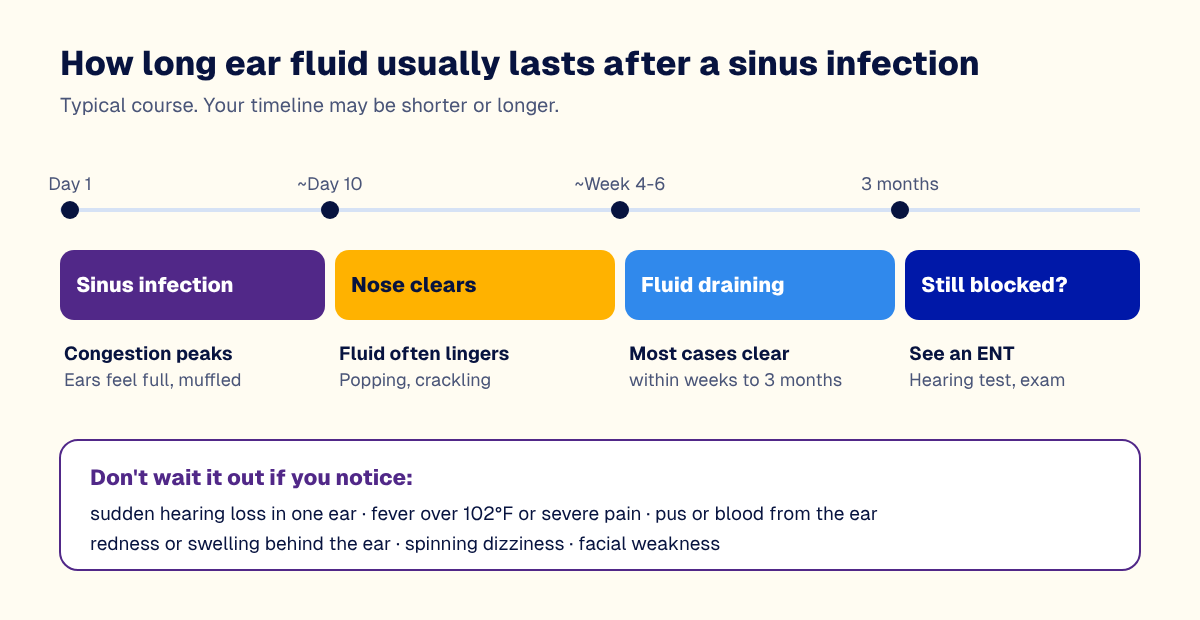 Timeline showing ear fluid after a sinus infection usually clears within weeks to three months, with red flags to watch for
